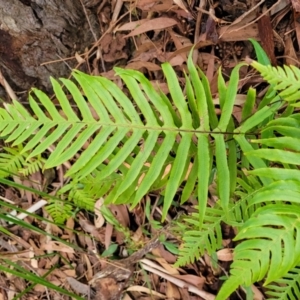 Blechnum cartilagineum at Nelson Bay, NSW - suppressed