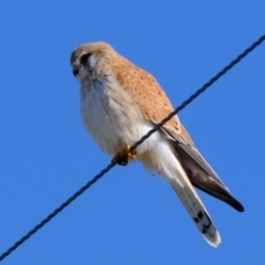 Falco cenchroides (Nankeen Kestrel) at Wallaroo, NSW - 2 Jul 2023 by Kurt