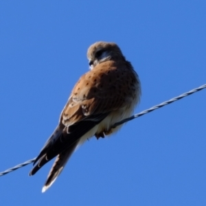 Falco cenchroides at Wallaroo, NSW - 2 Jul 2023