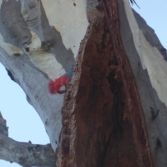 Callocephalon fimbriatum (Gang-gang Cockatoo) at O'Malley, ACT - 1 Jul 2023 by Mike