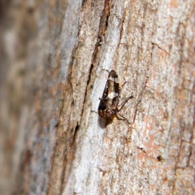 Eurymeloides adspersa (Gumtree hopper) at Higgins Woodland - 1 Jul 2023 by Trevor