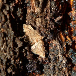 Chloroclystis approximata at Higgins, ACT - 1 Jul 2023