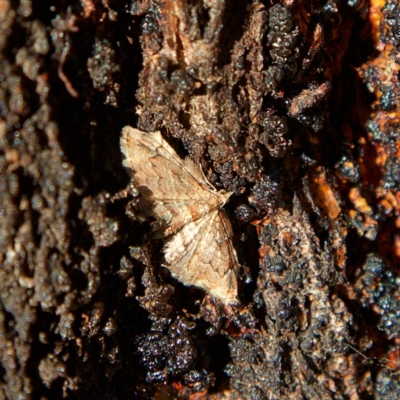 Chloroclystis approximata (Plumed or Cherry Looper) at Higgins, ACT - 1 Jul 2023 by MichaelWenke