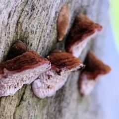 Unidentified Shelf-like to hoof-like & usually on wood at Wodonga - 2 Jul 2023 by KylieWaldon