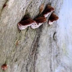 Phaeotrametes decipiens at West Wodonga, VIC - 2 Jul 2023 12:51 PM