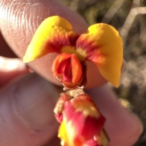 Dillwynia phylicoides at Cook, ACT - 2 Jul 2023 03:22 PM