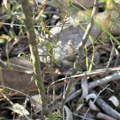 Dillwynia phylicoides at Cook, ACT - 2 Jul 2023