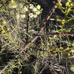 Acacia genistifolia (Early Wattle) at Aranda Bushland - 2 Jul 2023 by lbradley