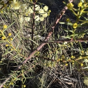 Acacia genistifolia at Cook, ACT - 2 Jul 2023