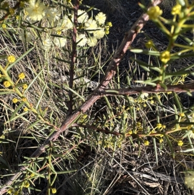 Acacia genistifolia (Early Wattle) at Aranda Bushland - 2 Jul 2023 by lbradley