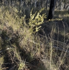 Acacia genistifolia at Cook, ACT - 2 Jul 2023