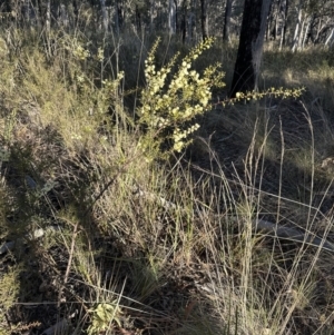 Acacia genistifolia at Cook, ACT - 2 Jul 2023 03:25 PM