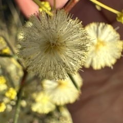 Acacia genistifolia at Cook, ACT - 2 Jul 2023