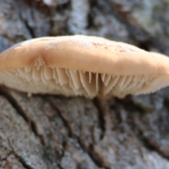 zz Agaric (stemless) at West Wodonga, VIC - 2 Jul 2023 by KylieWaldon
