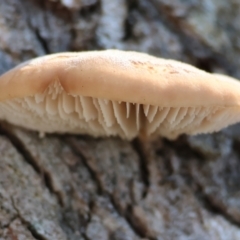 Unidentified Shelf-like to hoof-like & usually on wood at Wodonga - 2 Jul 2023 by KylieWaldon