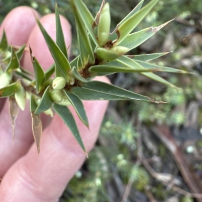 Melichrus urceolatus (Urn Heath) at Aranda Bushland - 2 Jul 2023 by lbradley