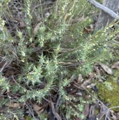 Melichrus urceolatus at Aranda, ACT - 2 Jul 2023