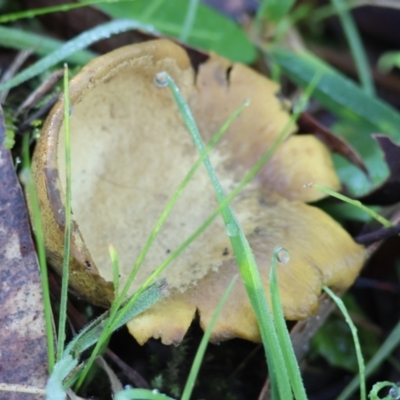 Unidentified Cap on a stem; pores below cap [boletes & stemmed polypores] at Wodonga - 2 Jul 2023 by KylieWaldon