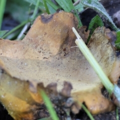 Scleroderma sp. at West Wodonga, VIC - 2 Jul 2023 12:43 PM