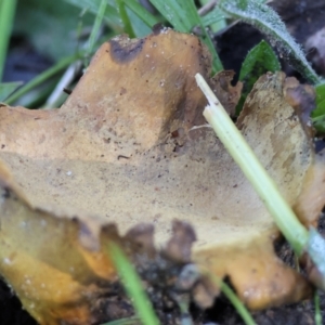 Scleroderma sp. at West Wodonga, VIC - 2 Jul 2023 12:43 PM