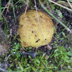 Scleroderma sp. at West Wodonga, VIC - 2 Jul 2023