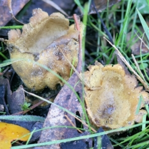 Scleroderma sp. at West Wodonga, VIC - 2 Jul 2023 12:43 PM