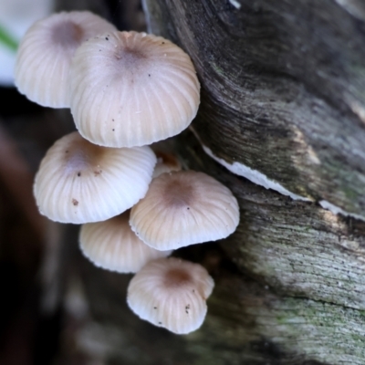 Mycena sp. (genus) (Mycena) at West Wodonga, VIC - 2 Jul 2023 by KylieWaldon