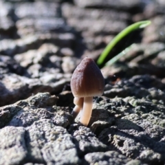 Unidentified Cap on a stem; gills below cap [mushrooms or mushroom-like] at Felltimber Creek NCR - 2 Jul 2023 by KylieWaldon