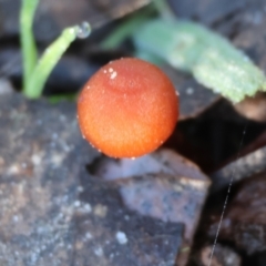 Unidentified Cap on a stem; gills below cap [mushrooms or mushroom-like] at Wodonga - 2 Jul 2023 by KylieWaldon