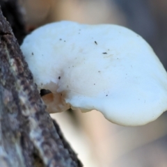 Unidentified Cap on a stem; gills below cap [mushrooms or mushroom-like] at Felltimber Creek NCR - 2 Jul 2023 by KylieWaldon