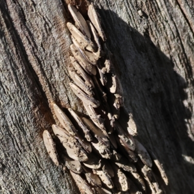 Unidentified Katydid (Tettigoniidae) at West Wodonga, VIC - 2 Jul 2023 by KylieWaldon
