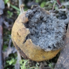 Scleroderma sp. (Scleroderma) at West Wodonga, VIC - 2 Jul 2023 by KylieWaldon