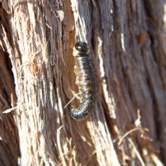 Pergidae sp. (family) (Unidentified Sawfly) at Higgins Woodland - 1 Jul 2023 by Trevor