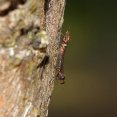 Sylvicola dubius (Wood-gnat) at Higgins Woodland - 2 Jul 2023 by Trevor