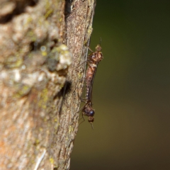 Sylvicola dubius (Wood-gnat) at Higgins, ACT - 2 Jul 2023 by MichaelWenke