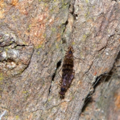 Sylvicola dubius at Higgins, ACT - 2 Jul 2023 10:17 AM