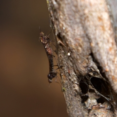 Sylvicola dubius at Higgins, ACT - 2 Jul 2023 10:17 AM