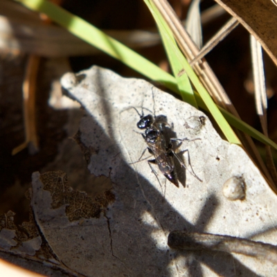 Ampulicidae (family) (Cockroach Wasp) at Higgins, ACT - 2 Jul 2023 by MichaelWenke