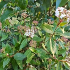 Viburnum tinus (Laurustinus) at Farrer Ridge - 2 Jul 2023 by Mike