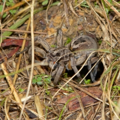 Tasmanicosa sp. (genus) (Unidentified Tasmanicosa wolf spider) at Higgins Woodland - 2 Jul 2023 by Trevor