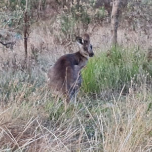 Macropus giganteus at Farrer, ACT - 2 Jul 2023 04:48 PM