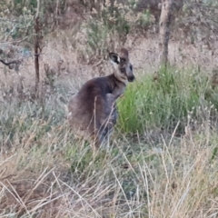 Macropus giganteus (Eastern Grey Kangaroo) at Farrer Ridge - 2 Jul 2023 by Mike