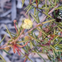 Acacia ulicifolia (Prickly Moses) at Farrer Ridge - 2 Jul 2023 by Mike