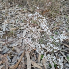 Styphelia attenuata (Small-leaved Beard Heath) at Farrer, ACT - 2 Jul 2023 by Mike