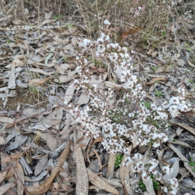 Leucopogon attenuatus (Small-leaved Beard Heath) at Farrer Ridge - 2 Jul 2023 by Mike