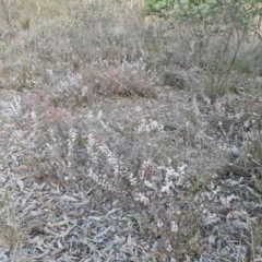 Styphelia attenuata at Farrer, ACT - 2 Jul 2023