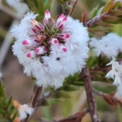 Styphelia attenuata (Small-leaved Beard Heath) at Farrer, ACT - 2 Jul 2023 by Mike