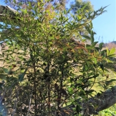 Nandina domestica (Sacred Bamboo) at Fadden, ACT - 2 Jul 2023 by KumikoCallaway