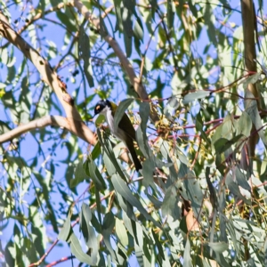 Melithreptus lunatus at Higgins, ACT - 2 Jul 2023 01:55 PM