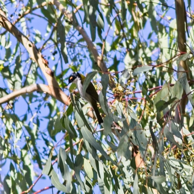 Melithreptus lunatus (White-naped Honeyeater) at Higgins Woodland - 2 Jul 2023 by Trevor